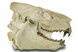 Superb, Fossil Oreodont (Eporeodon) Skull w/ Atlas Vertebra #372996-3